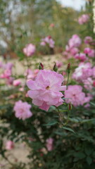 pink rose bush