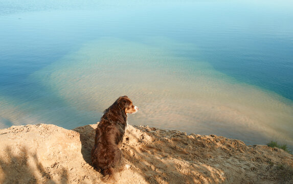 An Australian Shepherd dog gazes over a cliff to the azure sea. The scene captures the pet contemplative moment above the clear, serene waters