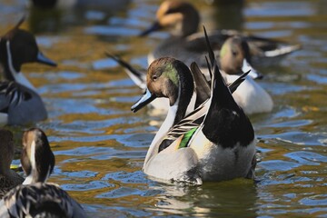 オナガガモの求愛