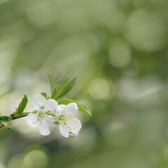 White apple flowers on nature blur bokeh background with copy space, springtime scenery with blooming branch tree close up, trend green tones, minimal style flowery backdrop photo, natural light