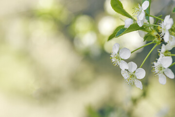 Apple blossom over nature blurred background, beautiful spring white flowers, copyspace, delicate blooms on branch outdoors, soft focus, pale neutral colored photo, aesthetic minimal nature banner