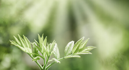 Fresh Green Maple Leaves at Sunlight, green yellow vibrant color spring nature blurred background, copy space, young leaf on branch tree, natural aesthetic soft focus banner landscape