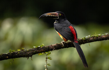 Aracari Toucan in Costa Rica 