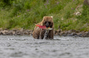 Brown Bear fishing for salmon in Katmai, Alaksa