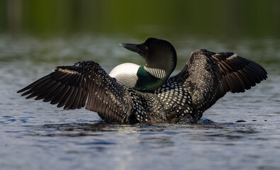 Common loon on a lake at sunrise
