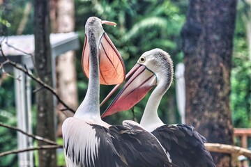 Port Douglas, Queensland, Australia