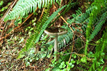 Close up of toadstool mushroom, most likely a Western Grisette (Amanita pachycolea), growing out of the forest floor, surrounded by ferns. 