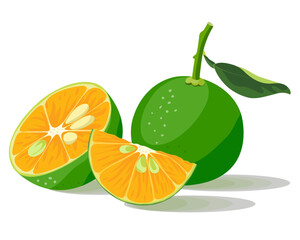 Calamondin calamansi kalamansi Phillippine lemon vector illustration set isolated