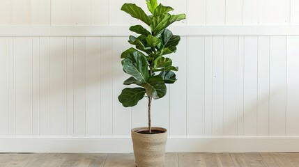 Fiddle Fig or Ficus Lyrata plant with green leaves in pot near white wall indoors