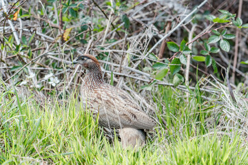 Erckel's spurfowl (Pternistis erckelii), also known as Erckel's francolin, is a species of game bird in the family Phasianidae. Mauna Loa Road，Hawaiʻi Volcanoes National Park.