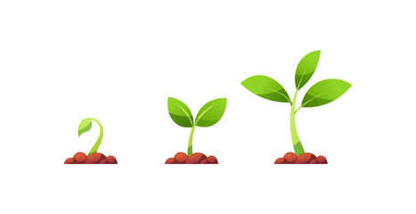 Plant growing stages vector isolated on white background.