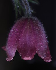 雫に飾られた美しい春の花オキナグサ