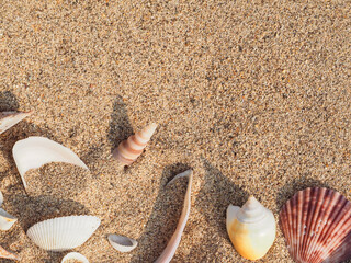  Seashells on the sand surface at the beach, close-up for background