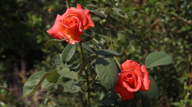 Amazing picture of a group of orange roses in the garden