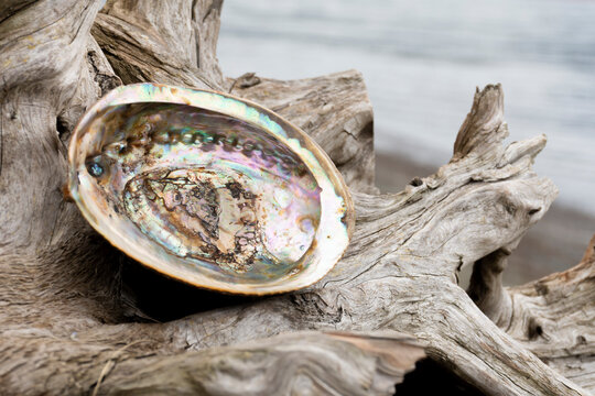 A close up image of an empty abalone sea shell resting on a an old weathered piece of driftwood with an ocean background. 