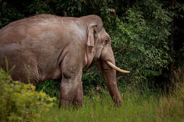 side view of asian male elephant standing in forest bush at khao yai national park thailand - 741163990
