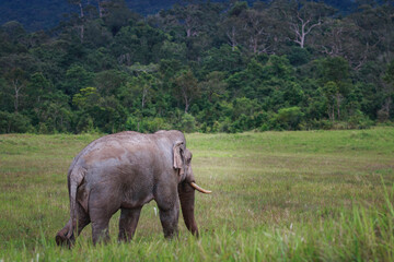 full body of male ivory wild elephant walking on open field of khao yai national park thailand
