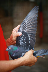 homing pigeon fancier showing wing of speed racing pigeon at home loft