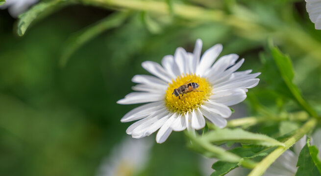 bee on a daisy