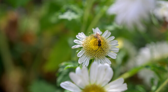 bee on daisy
