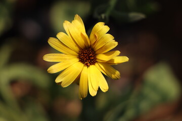 yellow flower with dew drops