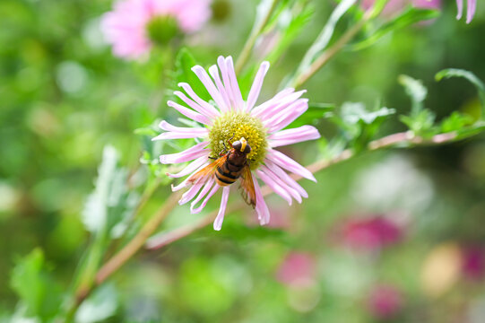 bee on flower
