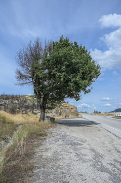 landscape with tree