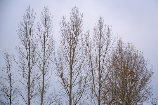 branches against sky