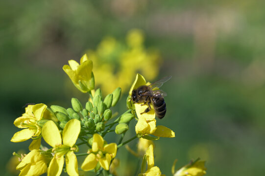 bee on yellow flower