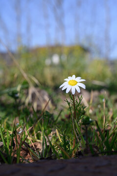 Daisy in a field