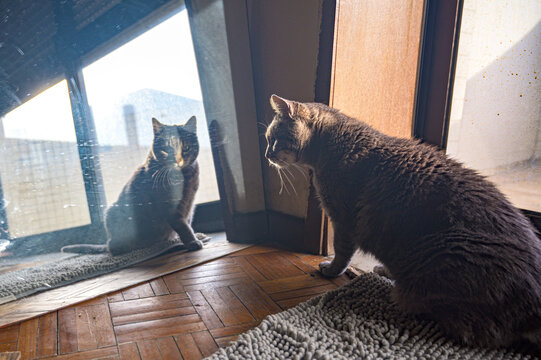 cat in the mirror