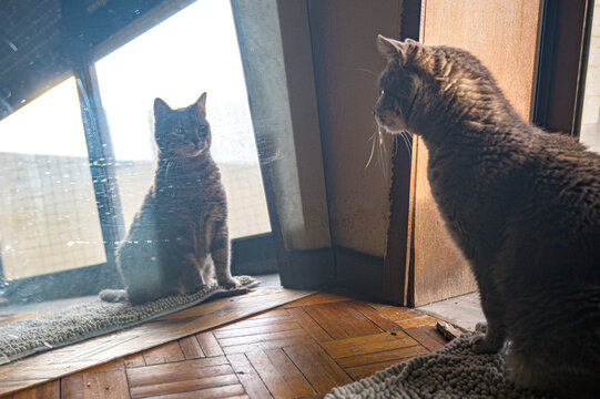 cat in the mirror