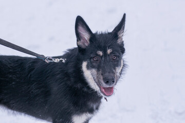  shepherd dog puppy closeup photo on leash on white snow forest background