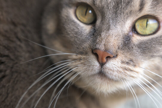 portrait of a cat