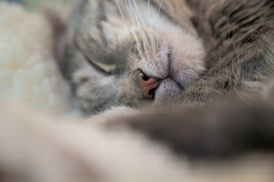 portrait of a cat