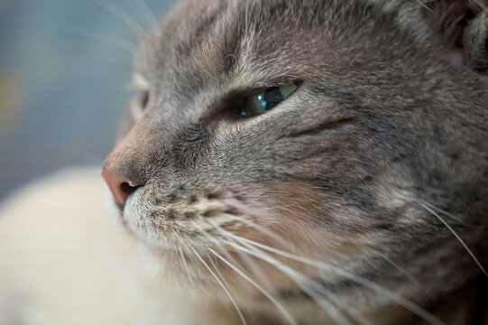 close up portrait of a cat
