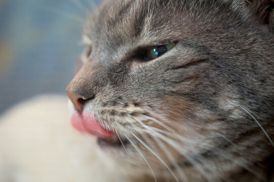close up portrait of a cat