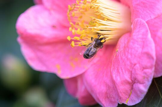 bee on flower