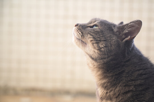 portrait of a cat