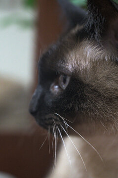 portrait of a cat