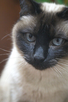 close up of a cat