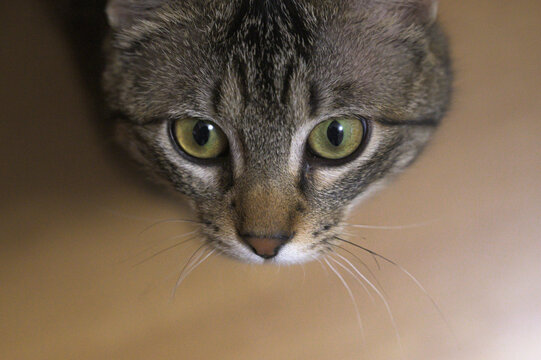 portrait of a cat