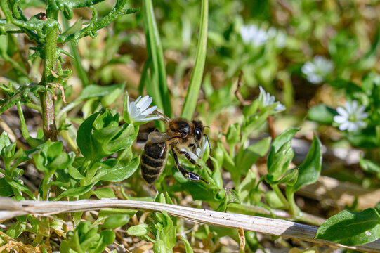 bee on a flower