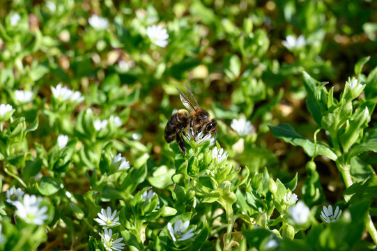 bee on a flower