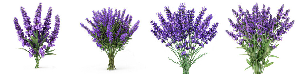 Obraz premium bouquet of purple lavender flowers Hyperrealistic Highly Detailed Isolated On Transparent Background Png File
