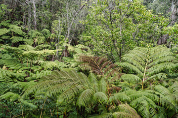 Cibotium glaucum, the hāpu‘u pulu, is a species of fern in the family Cyatheaceae, native to...