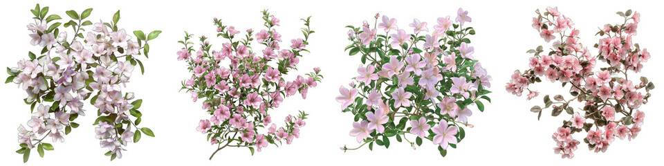 bush of delicate light pink flowers Hyperrealistic Highly Detailed Isolated On Transparent Background Png File