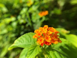 Lantana camara flowers blurry background