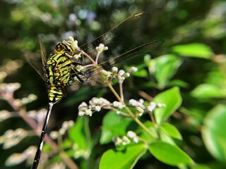 Close-up photo of the green dragonfly or Orthetrum sabina is a species in the family Libellulidae.