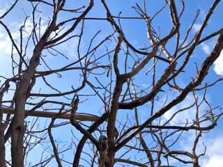wooden branches of trees blue sky background